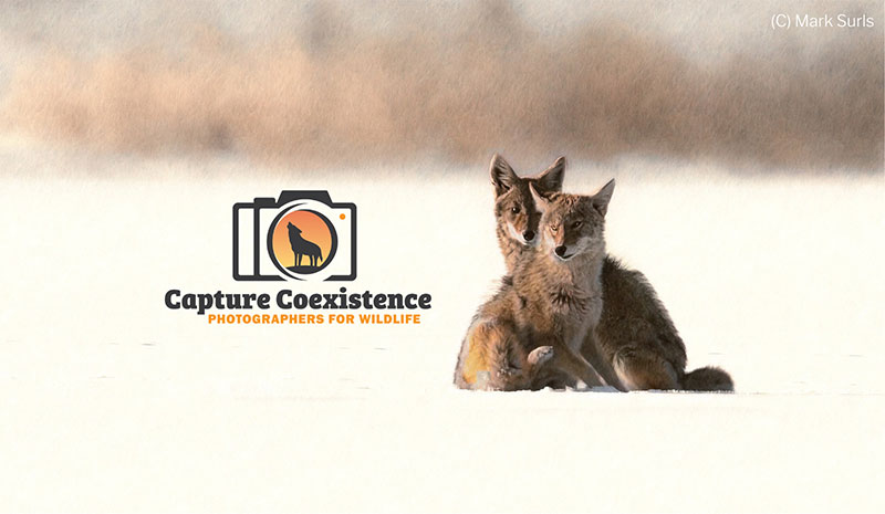 young coyotes in snow