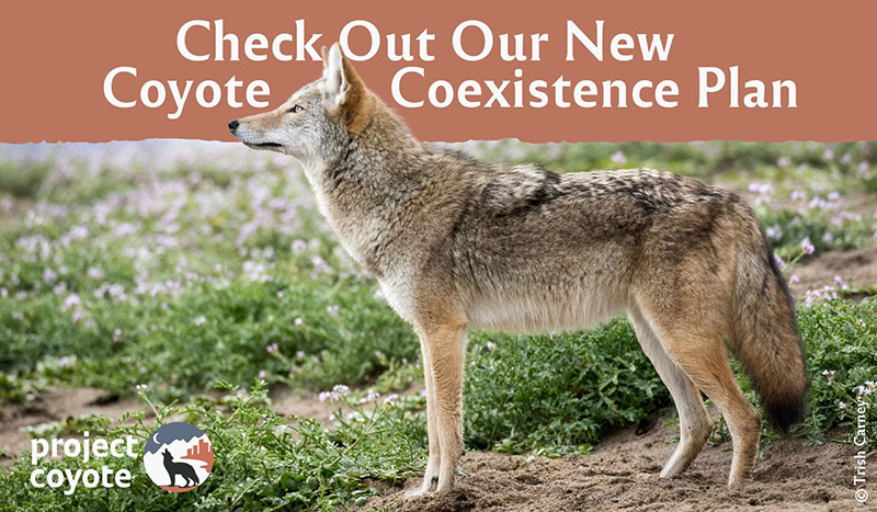 a coyote