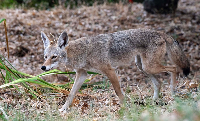 photo of a young coyote