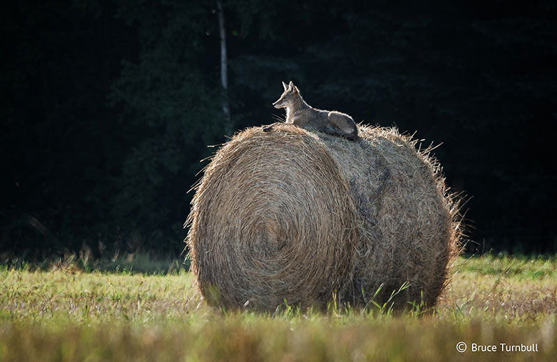 photo of a coyote atop a hay roll