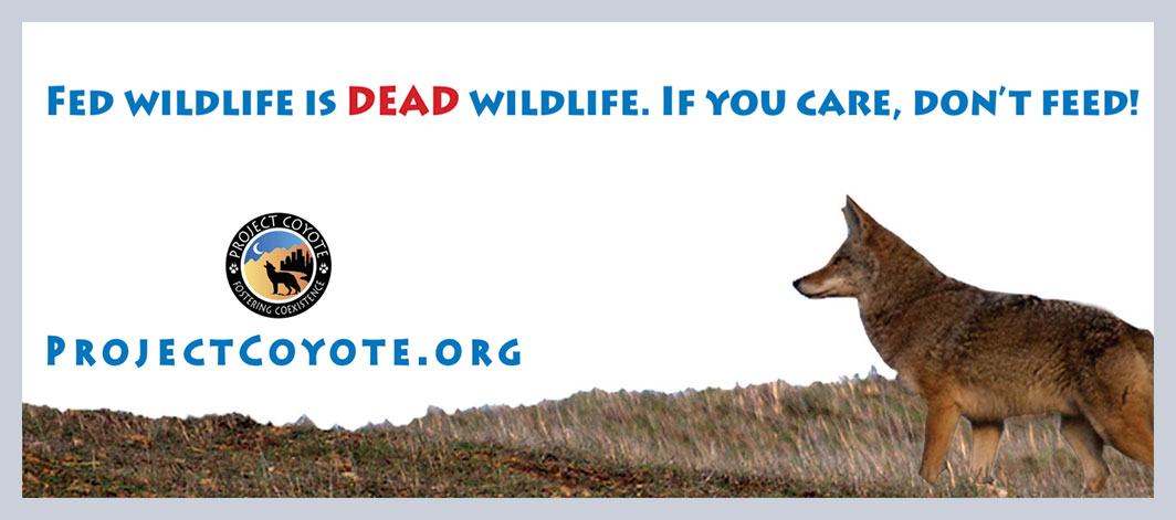 photo of a coyote, words, fed wildlife is dead wildlife, don't feed