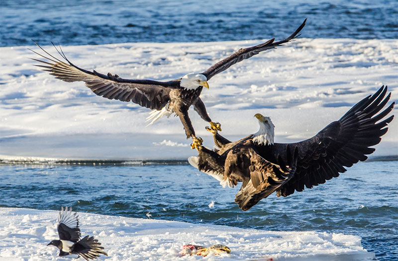 photo of eagles and ice and sea