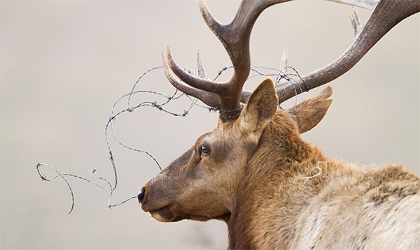 photo of an elk, barbed wire tangled in in its antlers