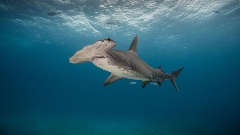 underwater photo of a hammerhead shark
