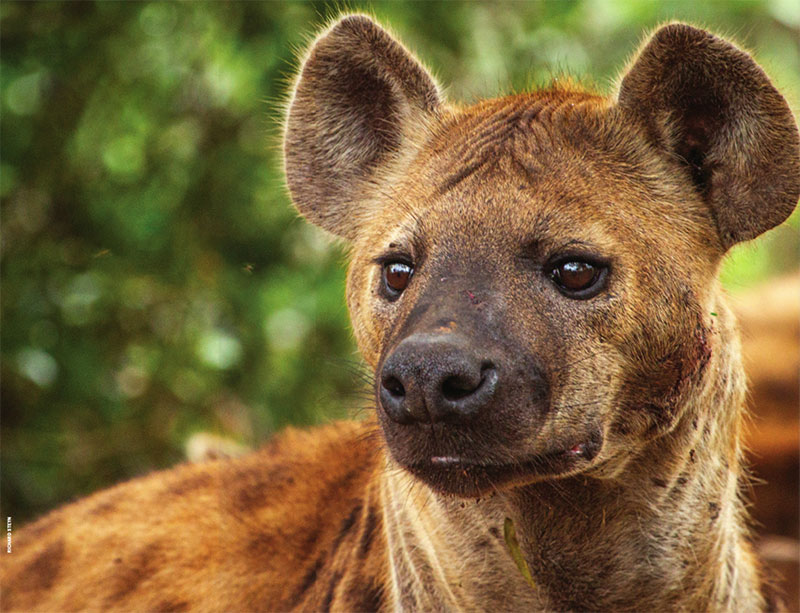 photo of a handsome hyena