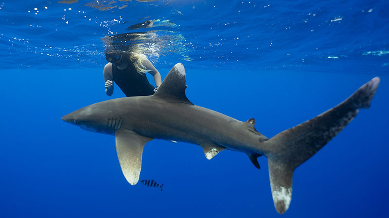 swimmer and shark underwater, interacting peacefully