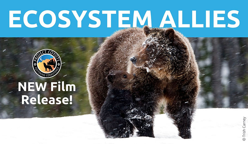 poster depicting bears, words, ecosystem allies