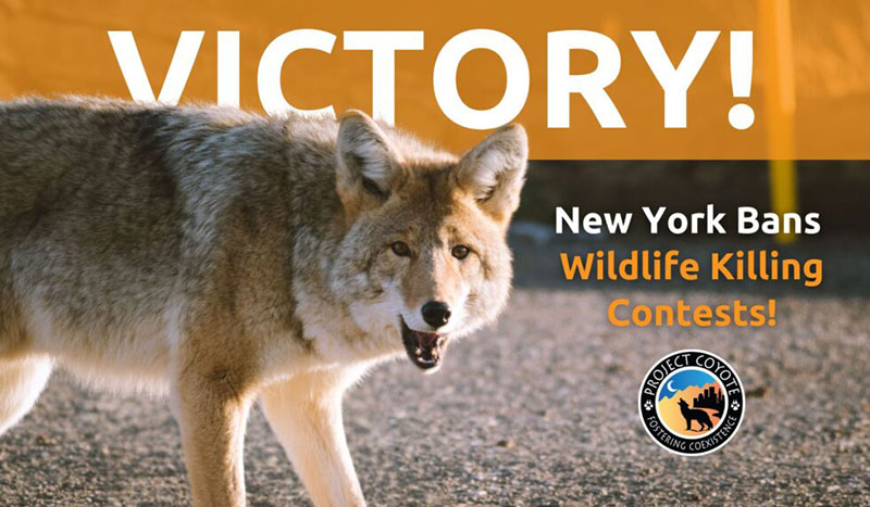 poster, coyote and the word victory
