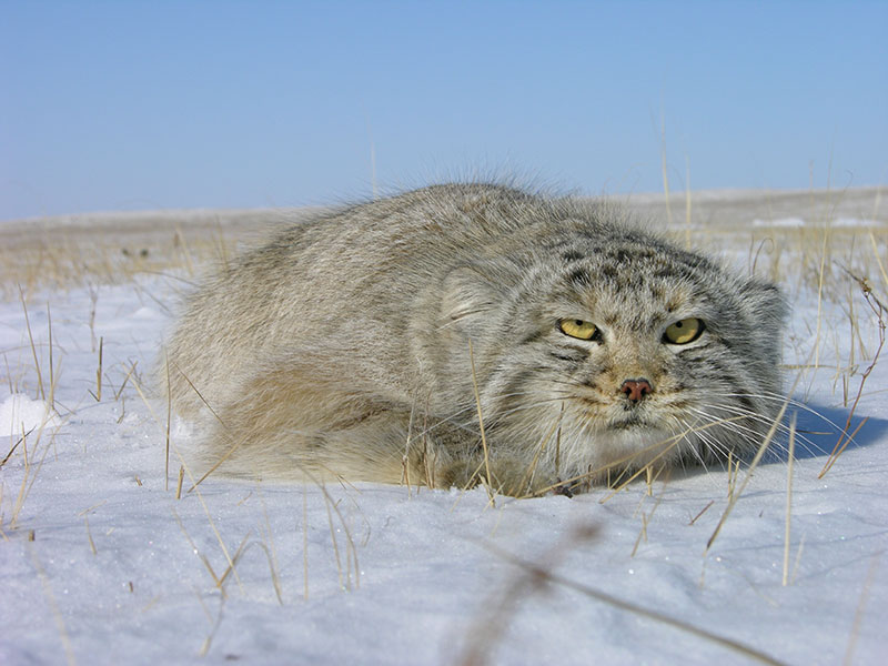 a wildcat in closeup on snow