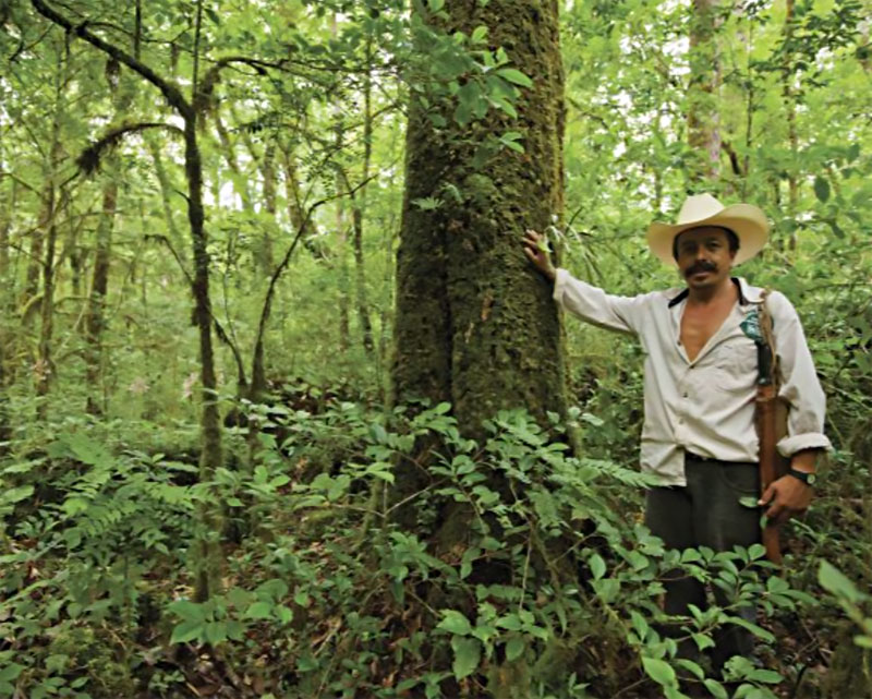 a man in a tropical woodland