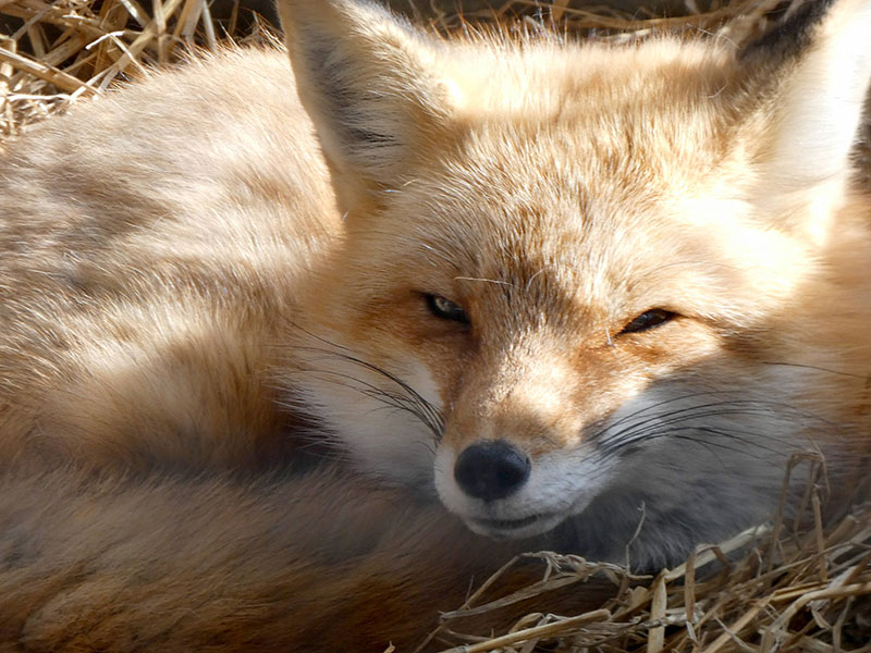 a fox curled up asleep