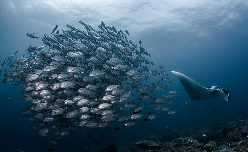 underwater photo