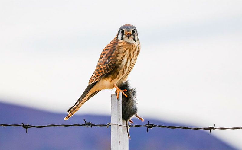 photo of a hawk carrying a rodent