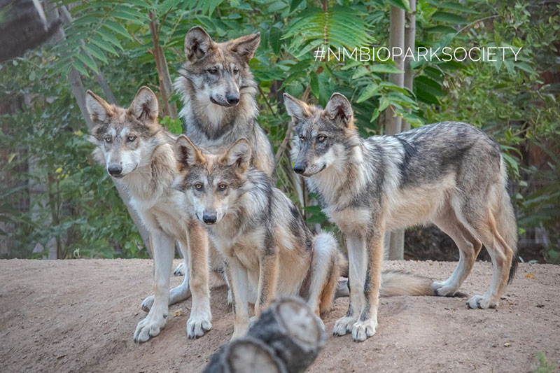 photo of wolf pups
