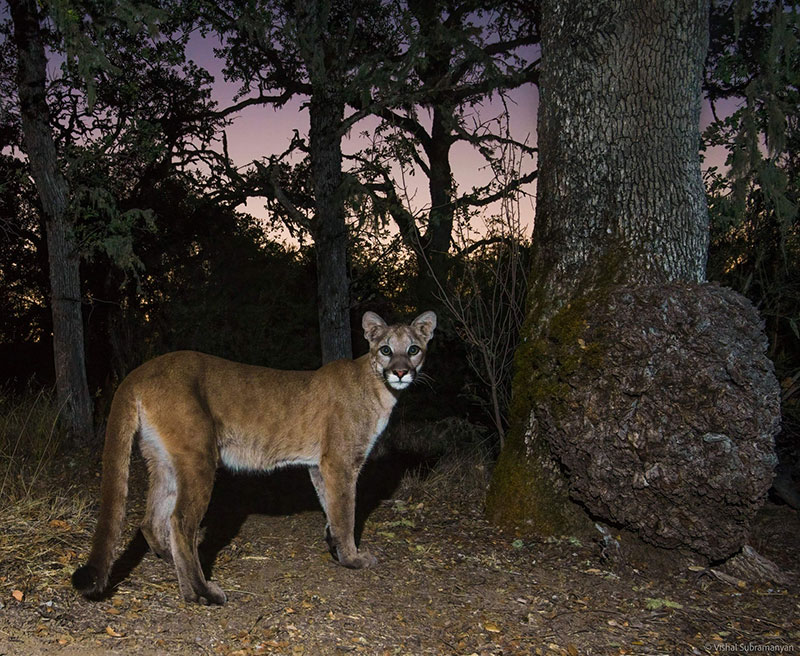 photo of a puma