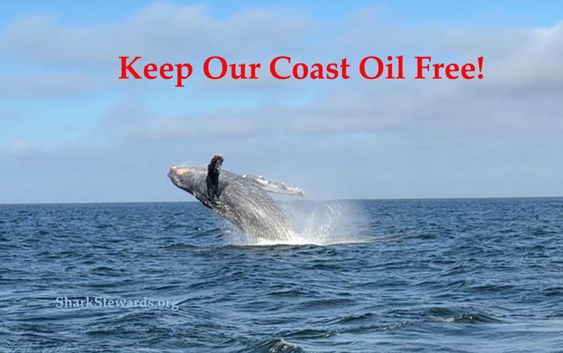 photo of a leaping humpback whale