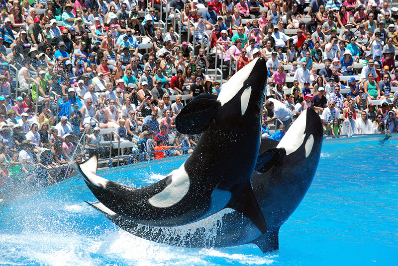 photo of orcas doing tricks in a tank