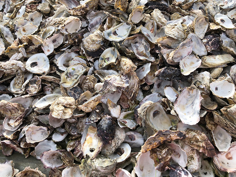 photo of a oyster shells