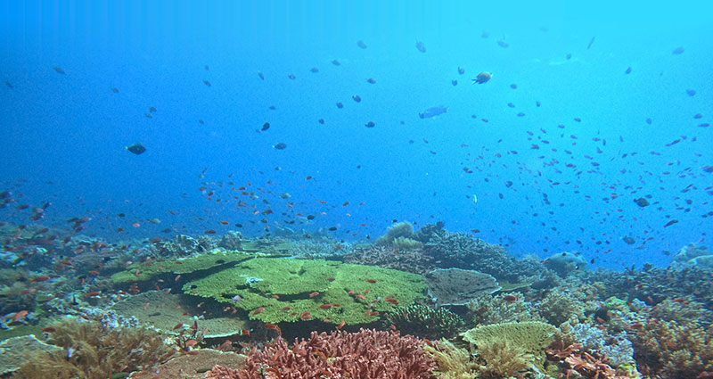 a healthy coral reef underwater