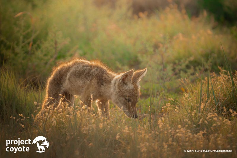 a coyote pup