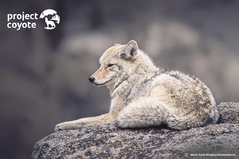 coyote resting on a boulder
