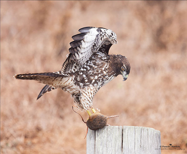 photo of a hawk carrying a gopher