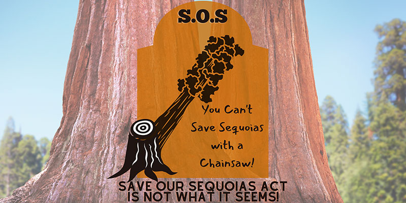 sequoia, poster