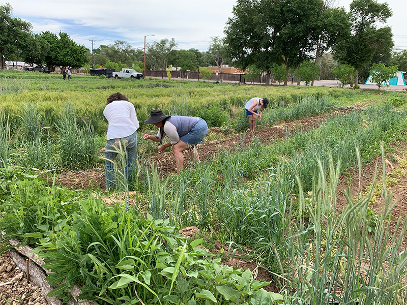 photo of people working in a planted field