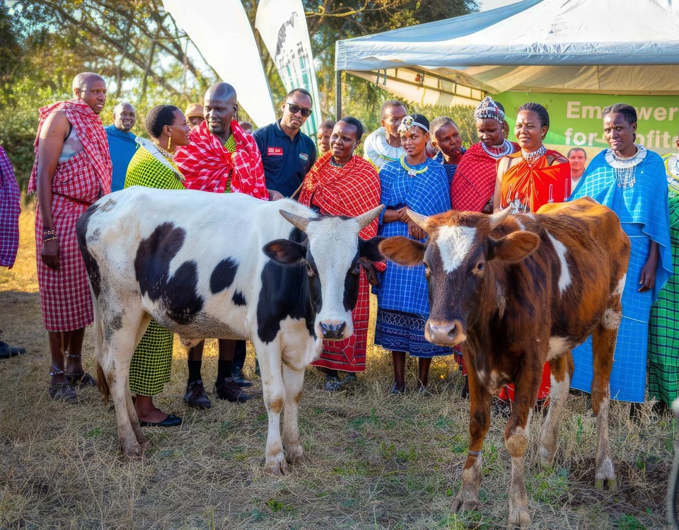 people gathered around a cow