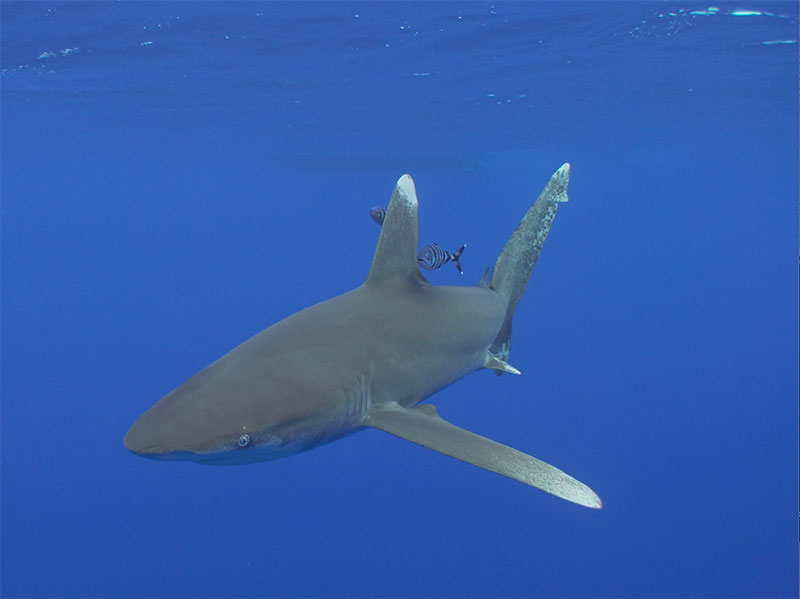 a shark