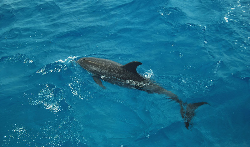 photo of a spotted dolphin swimming