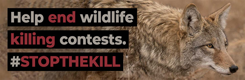 poster, coyote photo
