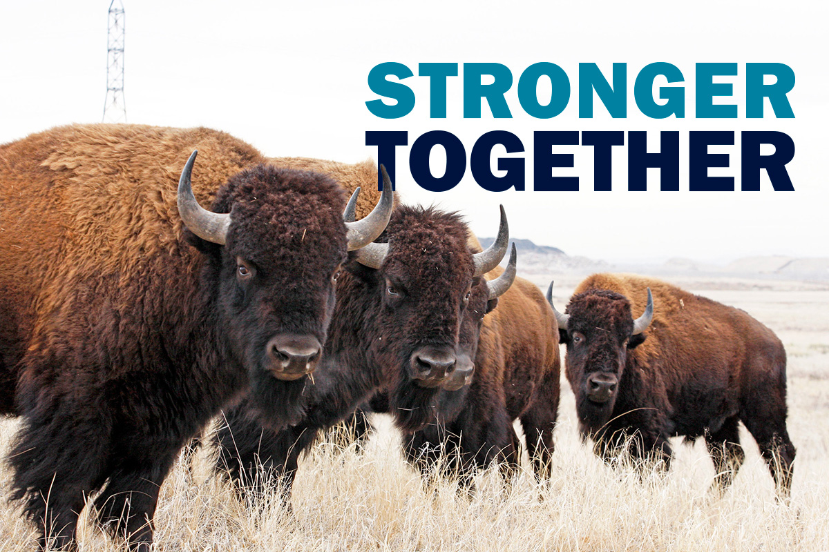 A group of bison with Stronger Together in text