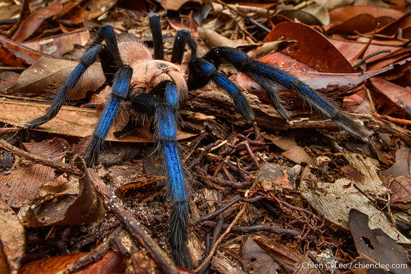 photo of a tarantula in leaf litter