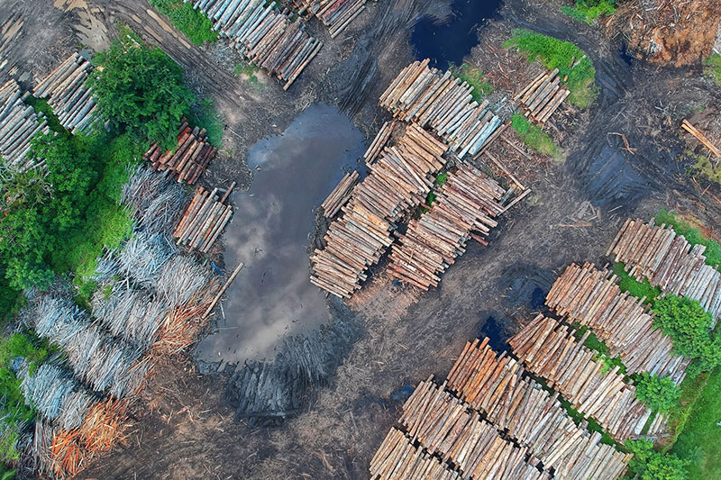 photo of thousands of downed tropical logs, piled for processing