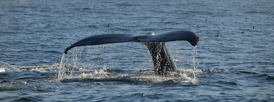 photo of a whale flukes at sea