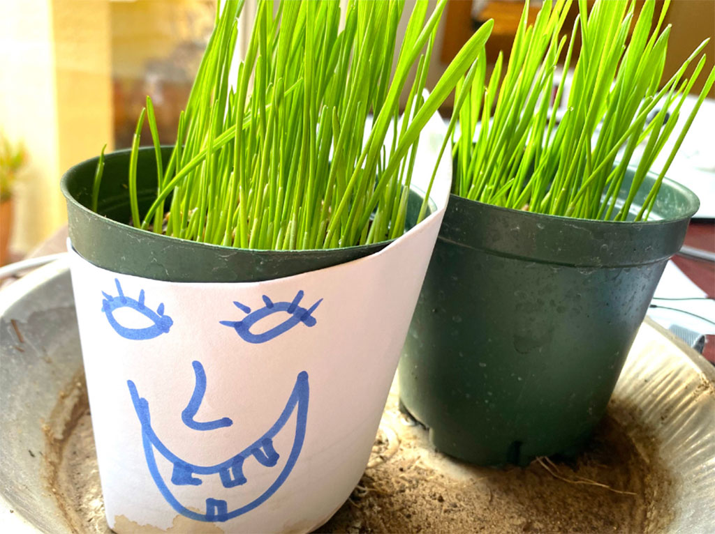 photo of wheat growing in a windowsill
