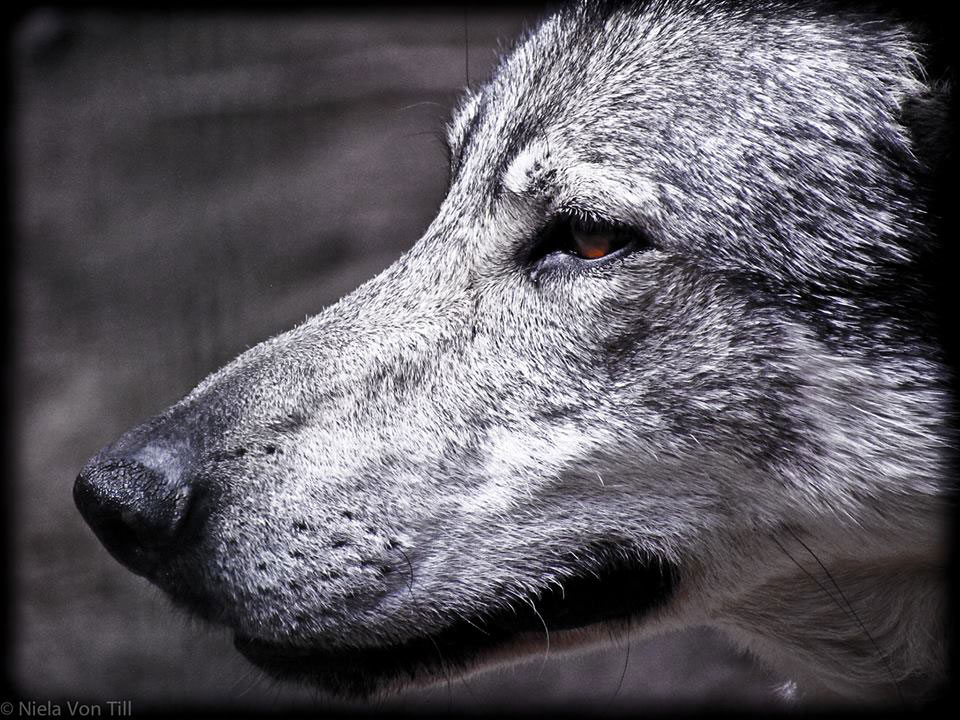 close-up photo of a wolf