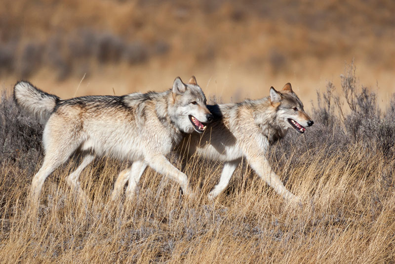 photo of wolves pacing through a grassland