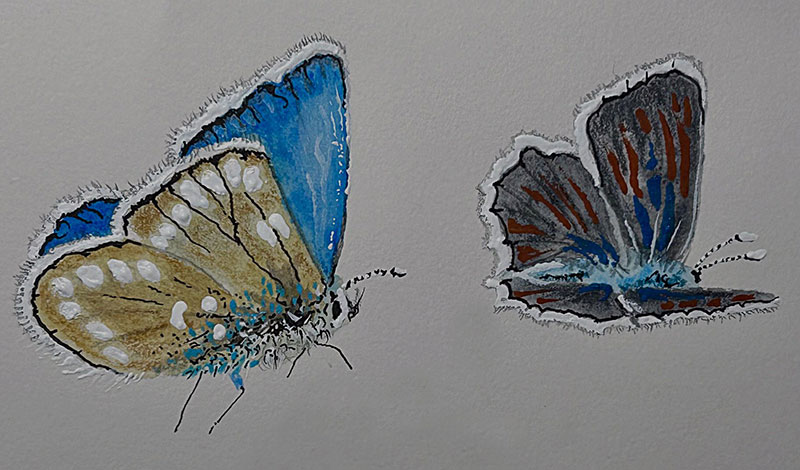 butterfly artwork