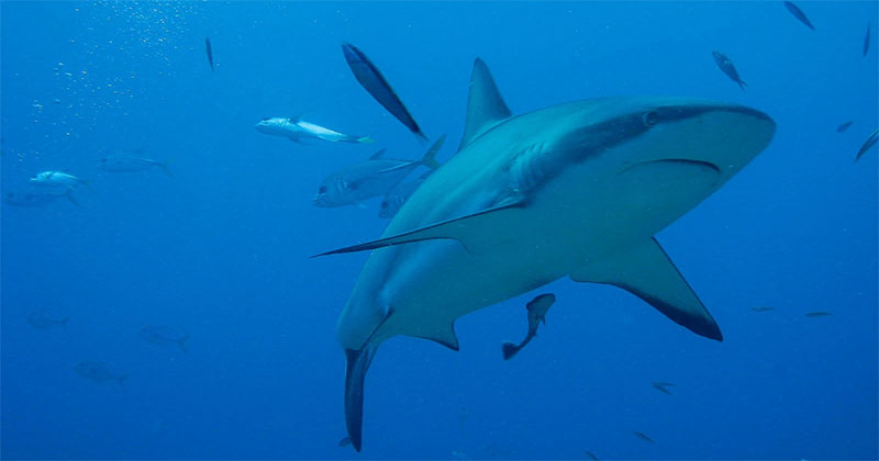 underwater photo of a shark