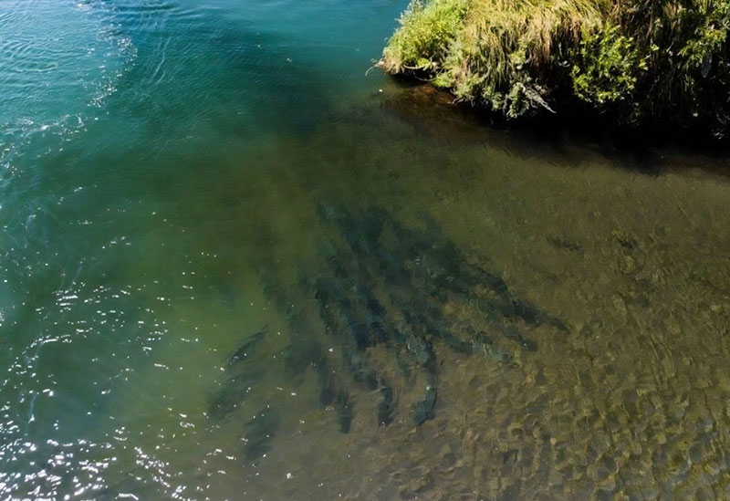 a school of fish in a bay