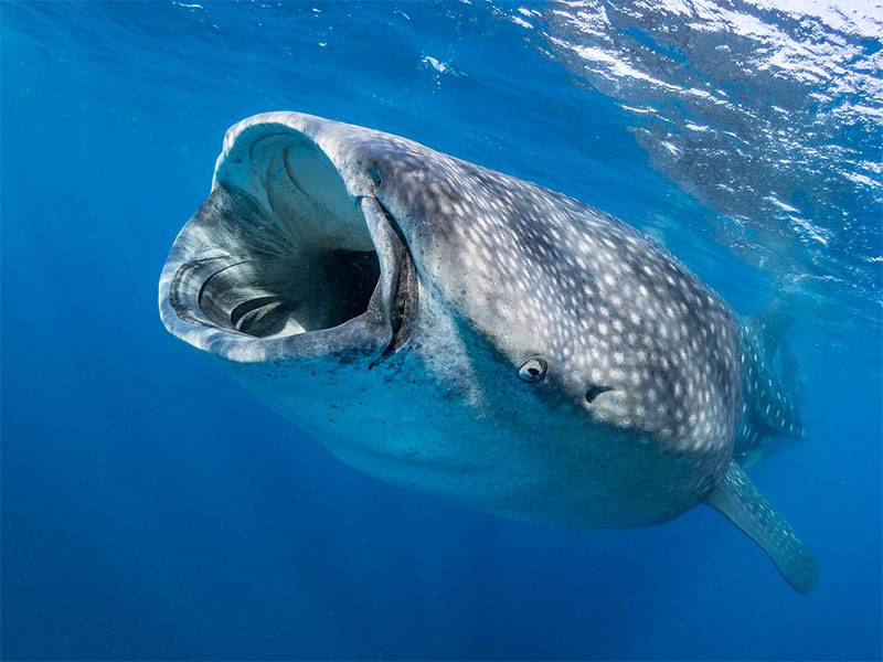 underwater photo of a whale shark