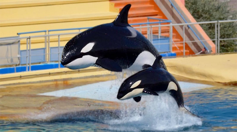 captive orcas performing