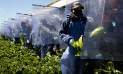 Farm laborers working with H-2A visas harvest romaine lettuce in Greenfield, California, on a machine with heavy plastic dividers that separate workers from each other, April 2020.