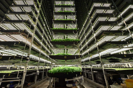 racks of produce at a vertical farm