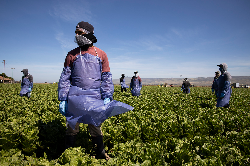 Farm laborers from Fresh Harvest working with an H-2A visa maintain a safe distance as a machine is moved in Greenfield, California, on April 27, 2020.