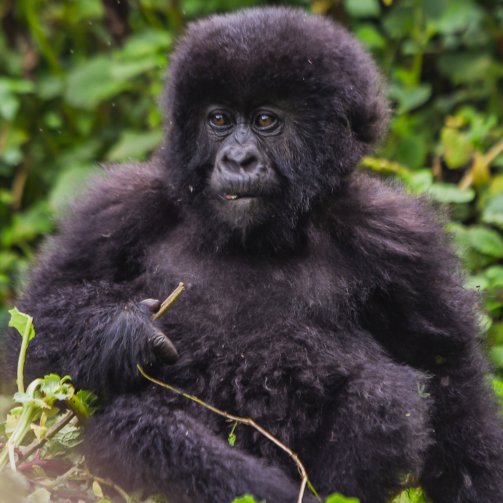 Imbaduko - descendent of gorilla greats