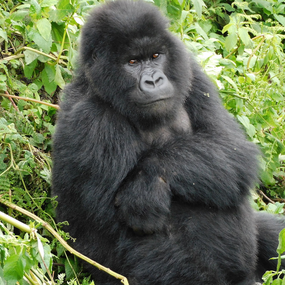 Isooko - an up and coming silverback