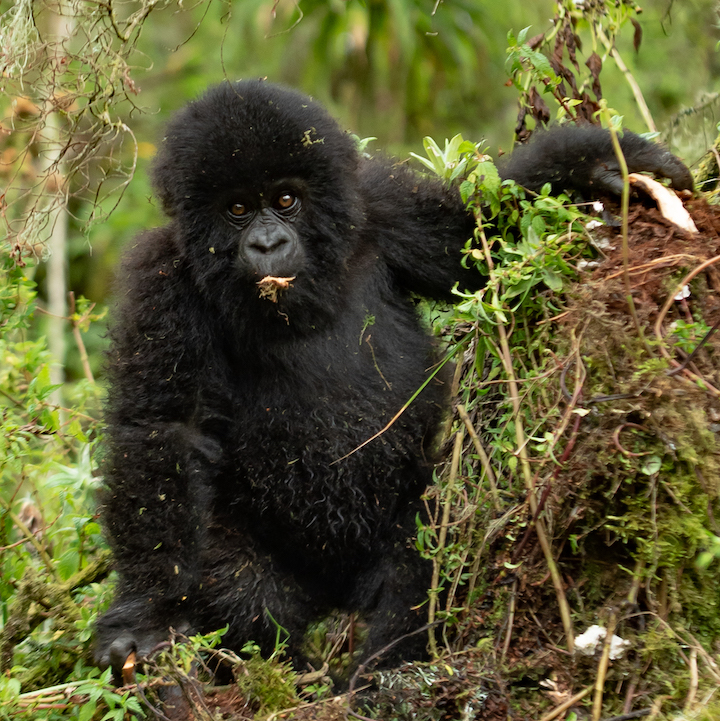 Kwanda - an energetic young gorilla